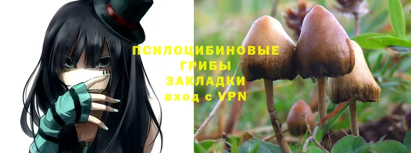 закладки  kraken как войти  Псилоцибиновые грибы Magic Shrooms  Динская 