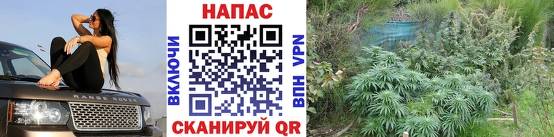 МАРИХУАНА план  где купить наркоту  Динская 